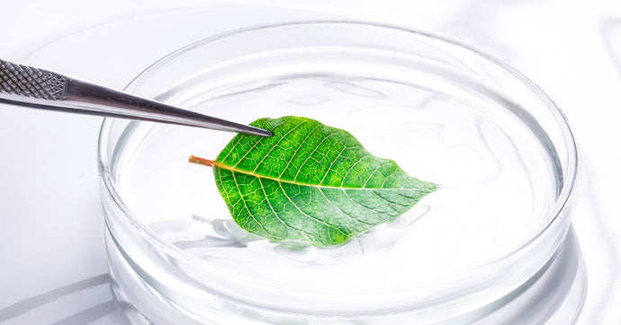 How to Extract DNA from Plant Materials