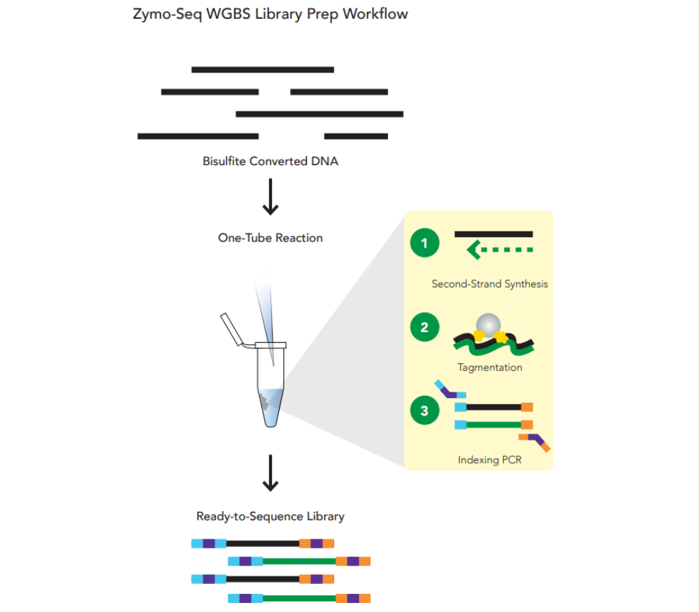 Zymo-Seq WGBS Library Kit | ZYMO RESEARCH
