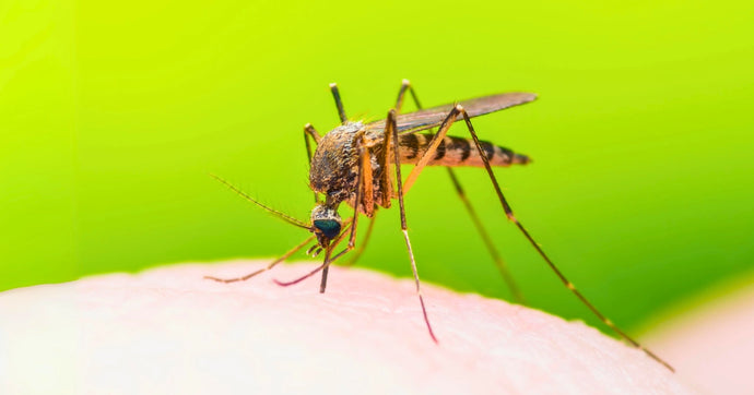 Advancing Malaria Vaccine Development