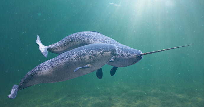 The Mystery of Narwhals' Tusks