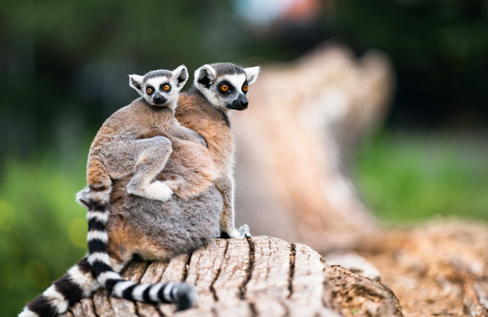 Zymo Research Introduces a Molecular Wildlife & Ecology Grant to Support Wildlife Conservation