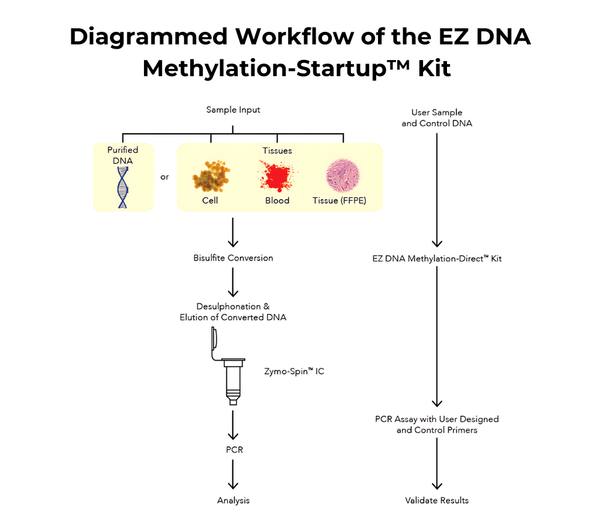 1_EZ-DNA-Methylation-Startup- 1_EZ-DNA-Methylation-Startup-