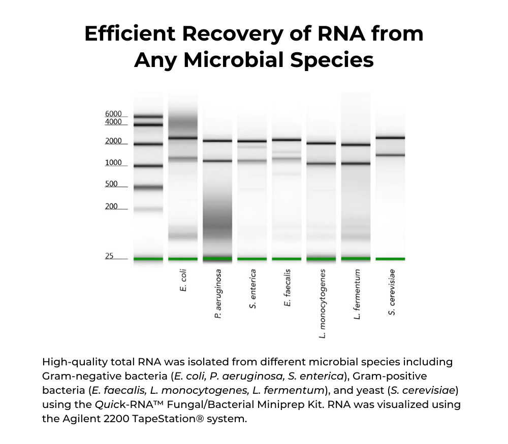 Quick-RNA Fungal/Bacterial Microprep Kit | ZYMO RESEARCH