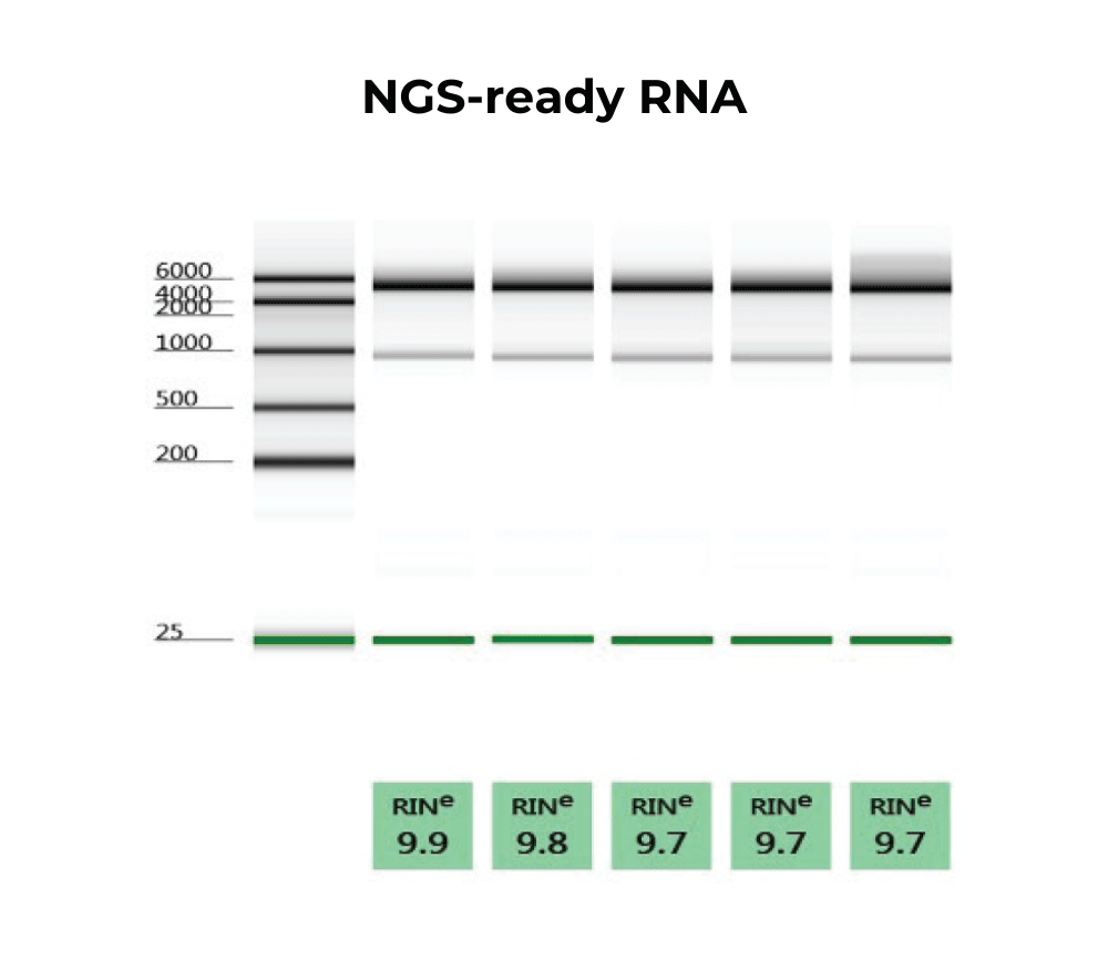 RNAページ(^^) Quick-RNA MagBead