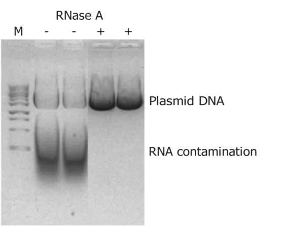 PureRec RNase A (Recombinant) | ZYMO RESEARCH