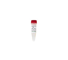 5-Methylcytosine dNTP Mix