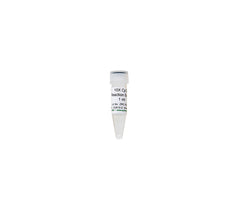 10X CpG Reaction Buffer